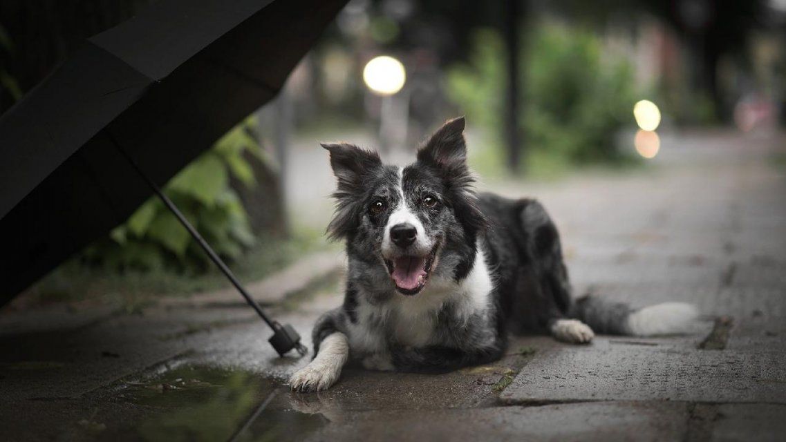 Всего +18 °C: пятница в Орле будет прохладной и дождливой
