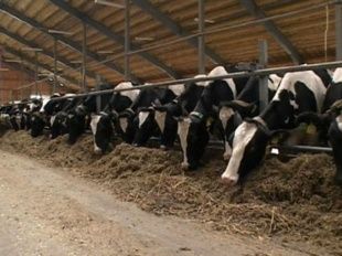 Орловское животноводство поддержат федеральными средствами