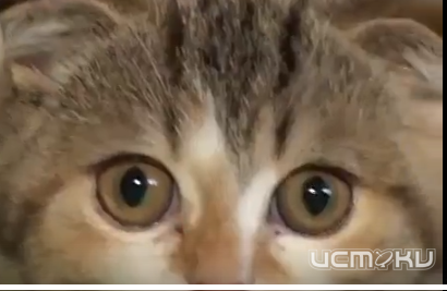 Домашние животные - в каждой пятой организации Орла 