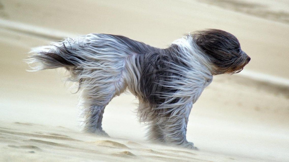 Метеопредупреждение: на Орловщине ветер вновь усилится до 18 м/с 