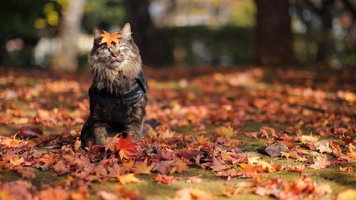 28 октября в Орле будет прохладным и сухим