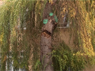 Ветер дал предупреждение - на школу №25 упало дерево 