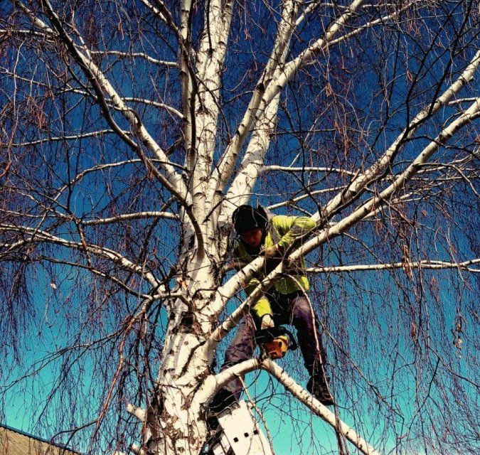 В Орле спилят 700 деревьев