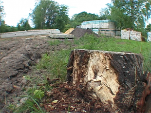 Строительство vs березовая роща! В деревне Леженки стали незаконно вырубать деревья