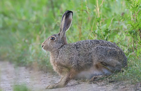  На Орловщине установили солонцы для зайцев