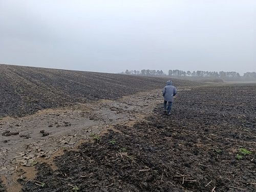 рыба Управление Россельхознадзора по Орловской и Курской областям В пруду под Орлом из-за навоза произошла массовая гибель рыбы