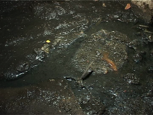 От канализации до губернатора, или как орловчане борются за чистый воздух и сухой подвал 