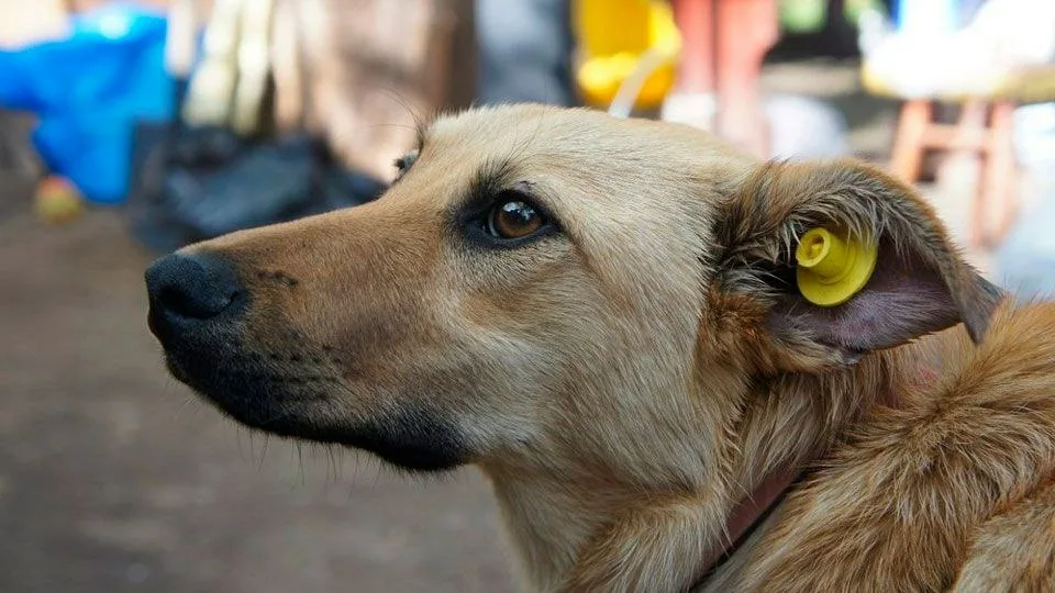 209 собак было отловлено и чипировано за прошлый год в Орле 