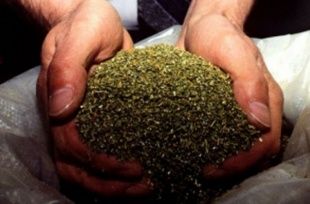 Полицейские задержали злоумышленников, поставлявших марихуану в Орел