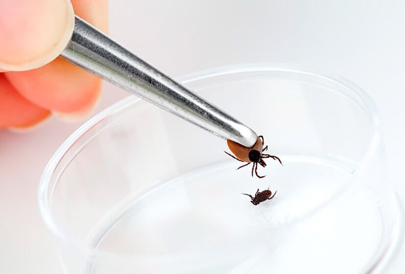 В Орловской области активность клещей пошла на спад 