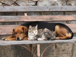  Жители Ливен планируют провести митинг в защиту прав бездомных животных