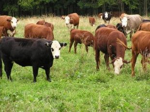 Власти определились с датой проведения областной выставки племенных животных