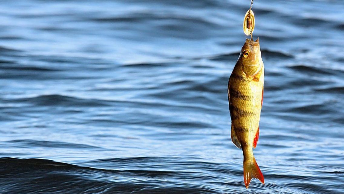 Орловчанам до 10 июня запрещено ловить рыбу