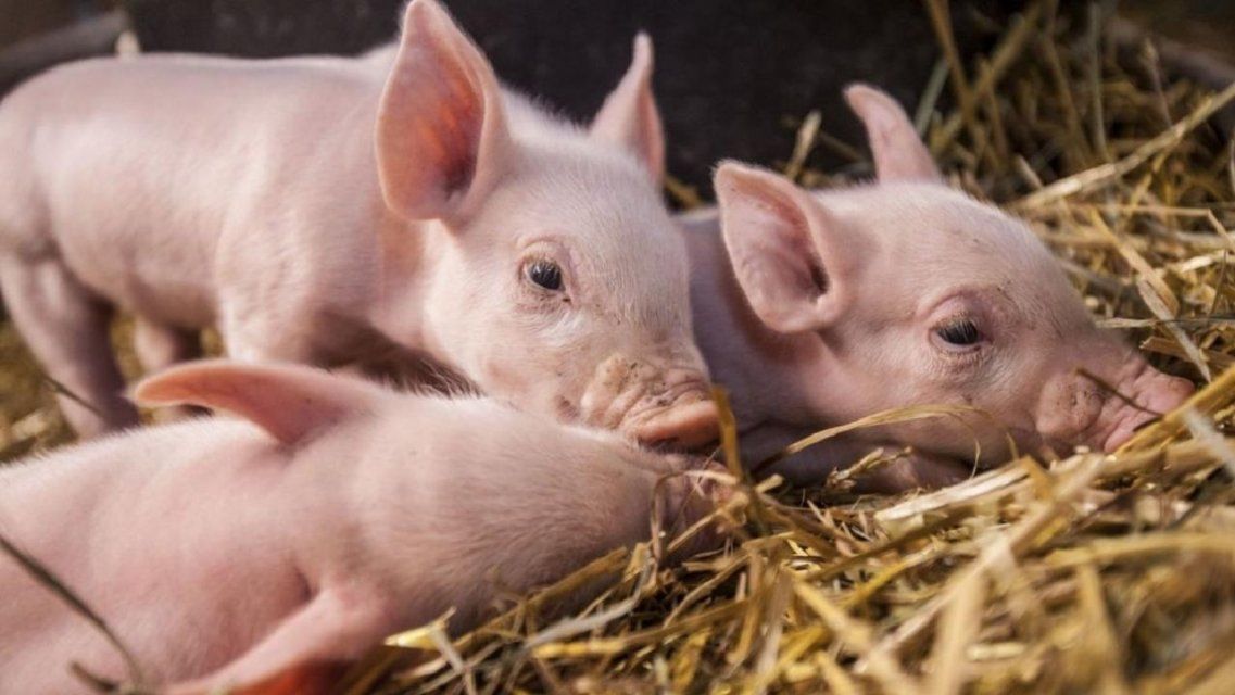 На ливенском рынке «Золушка» сняли с продажи поросят без документов