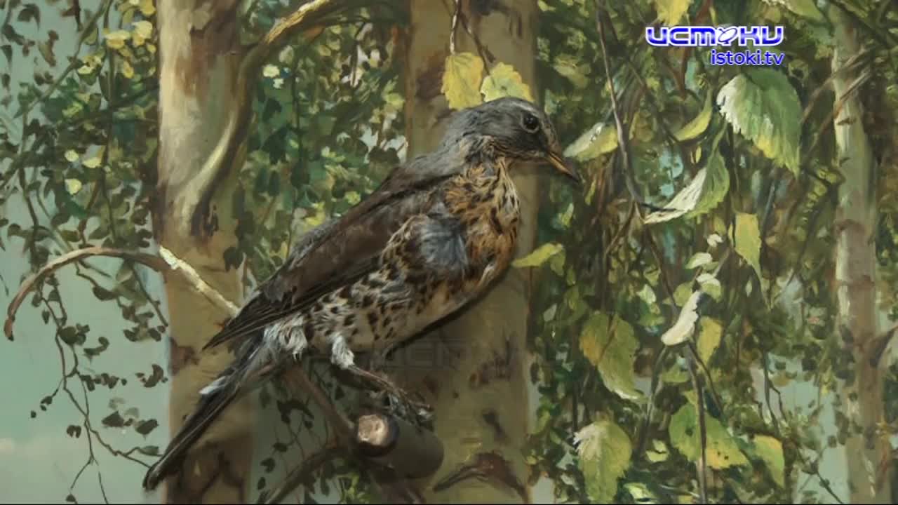 Пернатые соседи. В честь Международного дня птиц в Орле открылась выставка крылатых