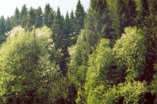 В лесопарках "Андриабуж" и "Лужки" появятся зоны отдыха