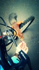 В Орле развелось много белок