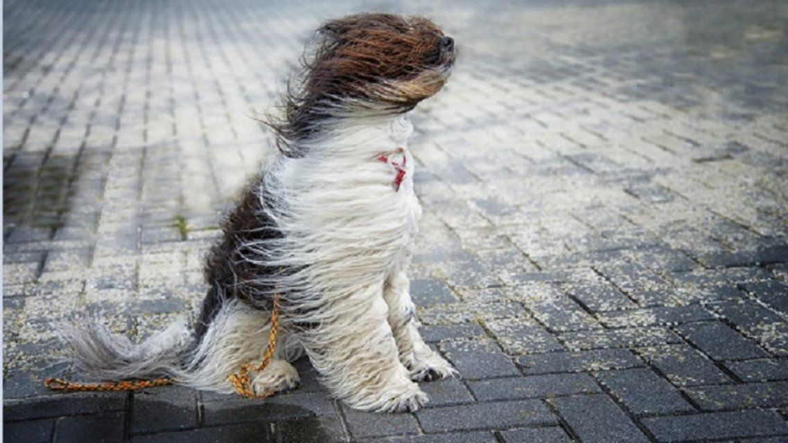 Метеопредупреждение: на Орловщину обрушится порывистый ветер 