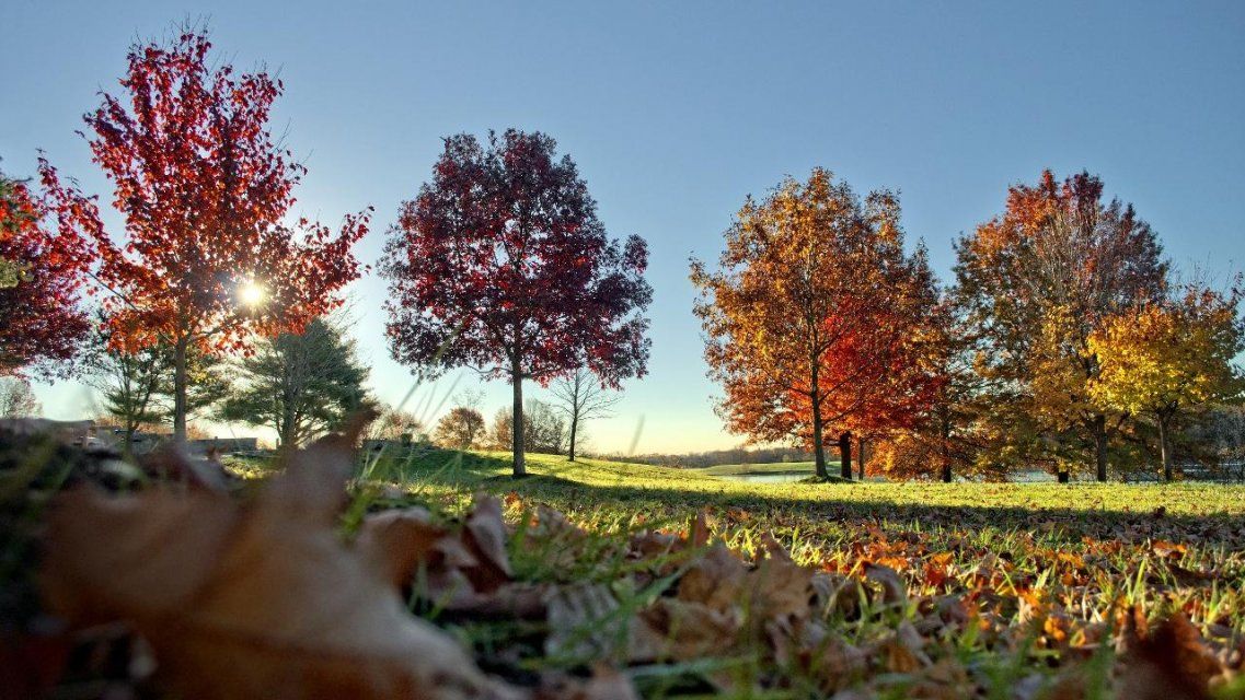Ясное небо и +8 °C ждут орловчан в четверг 