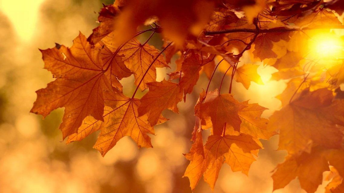 Понедельник порадует орловчан солнышком