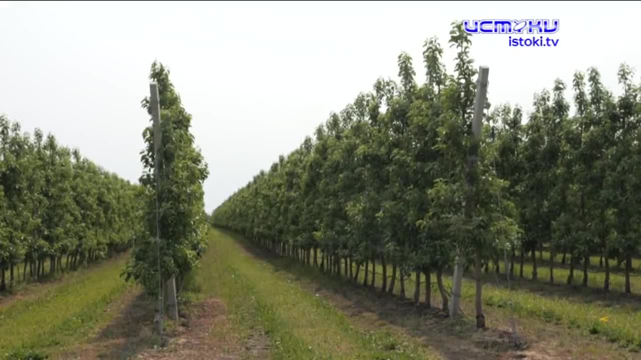 Экспертное мнение 04.06.2025