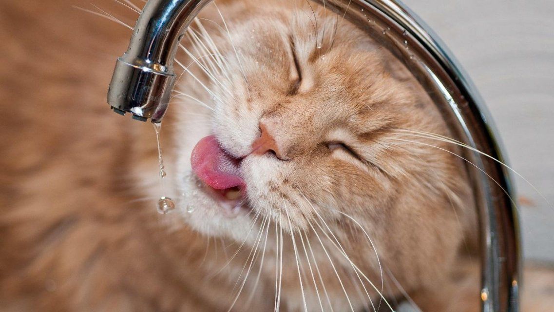 Завтра часть Орла и пригорода на целый день останется без воды