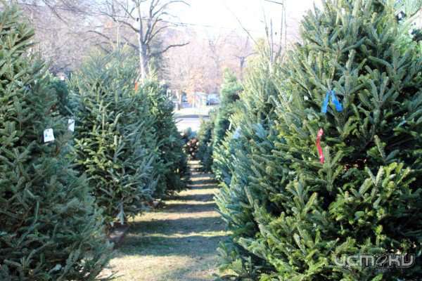 Ну какой же Новый Год без ёлочки? Все на ёлочную ярмарку!