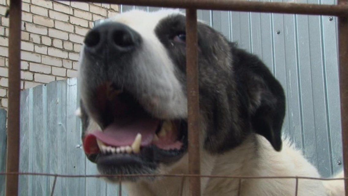 В Орле может появиться муниципальный приют для четвероногих