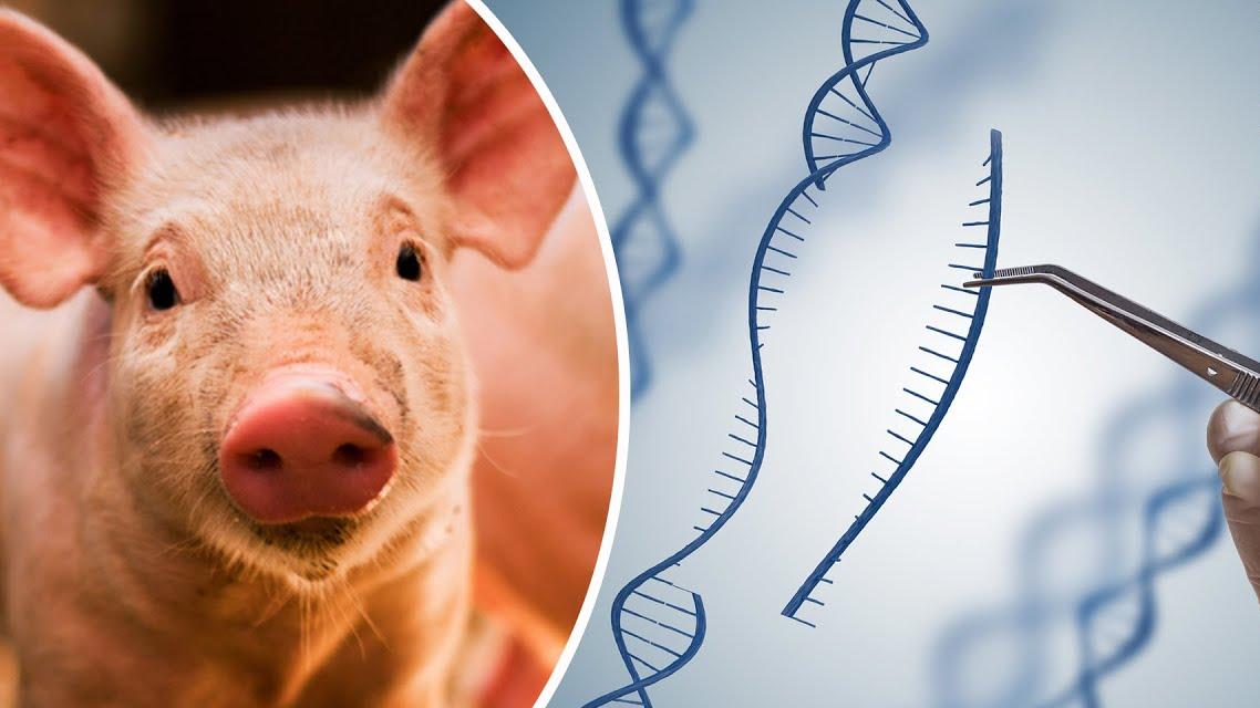 В говяжьей печени в орловской больнице нашли ДНК свиньи