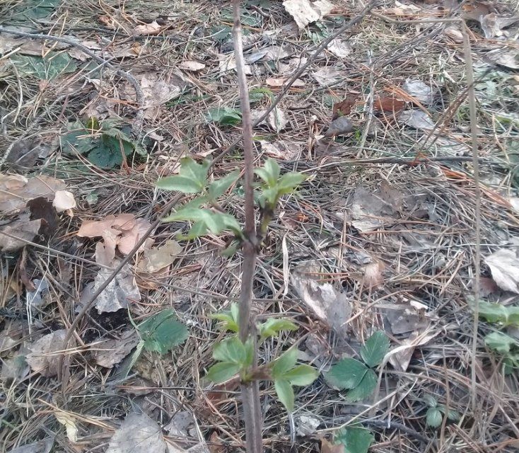 Народный корреспондент получил от «Истоков» билеты в кино за весеннее фото