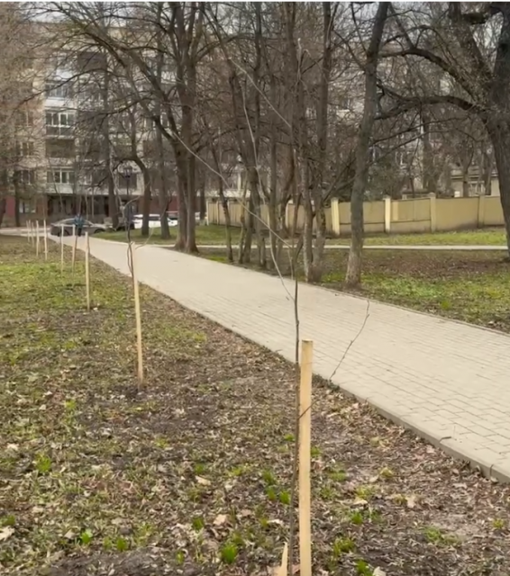 Тему зеленых насаждений в городе подняла мэрия Орла в своем посте про благоустройство