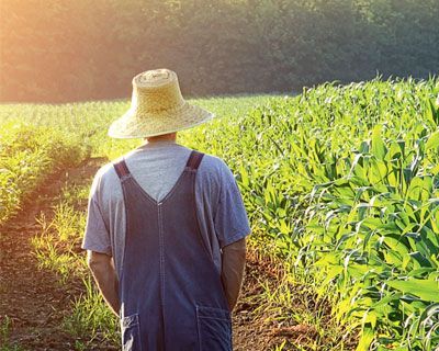 Орловские аудиторы вскрыли нарушения при распределении фермерских грантов