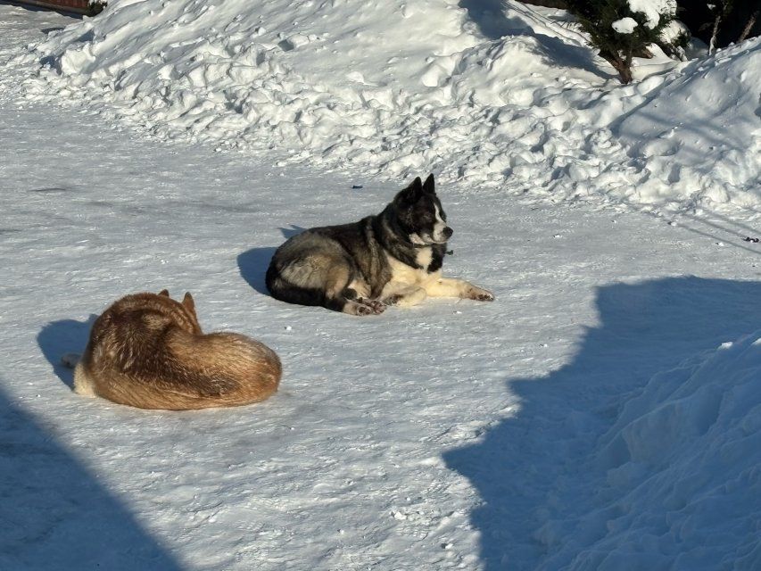 В Россельхознадзоре предостерегают от покупки ветпрепаратов на маркетплейсах