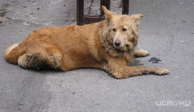 В Орле проведут отлов почти сотни бездомных собак