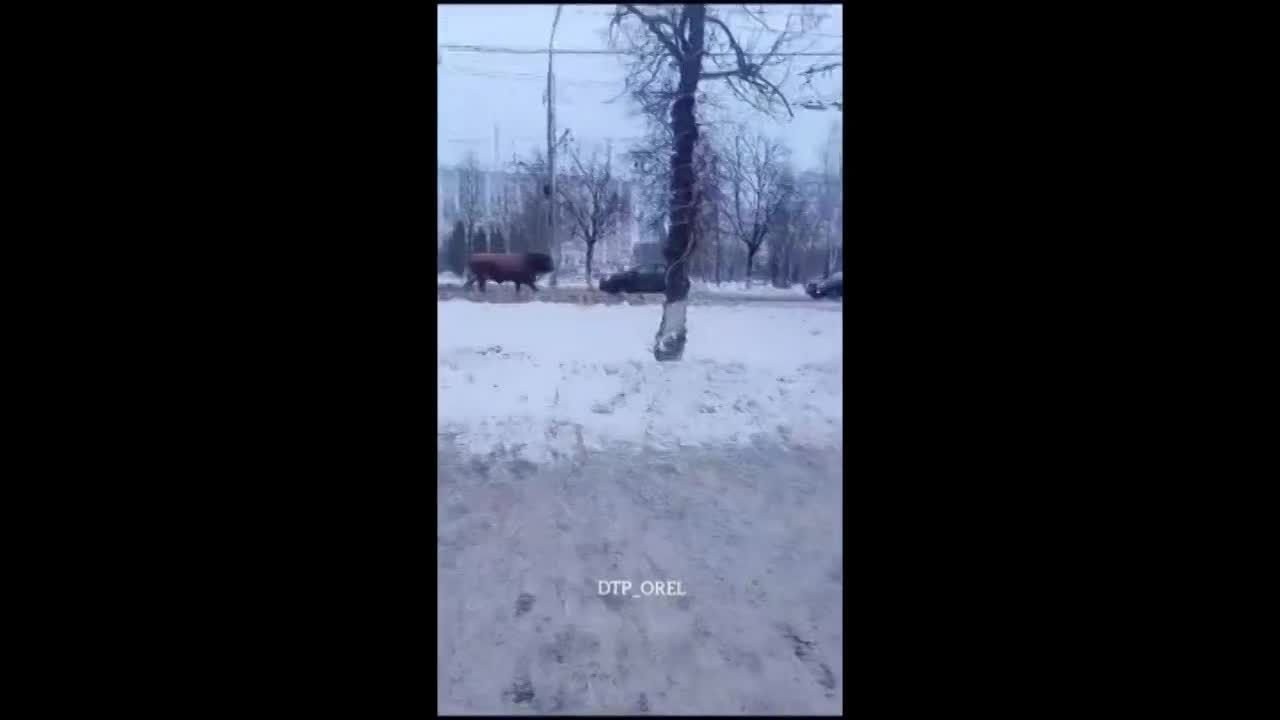 В Орле экипаж ДПС устроил погоню за быком