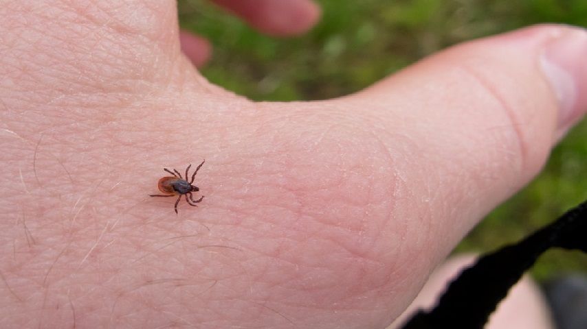 Осень в самом разгаре, а клещи продолжают кусать жителей Орловщины
