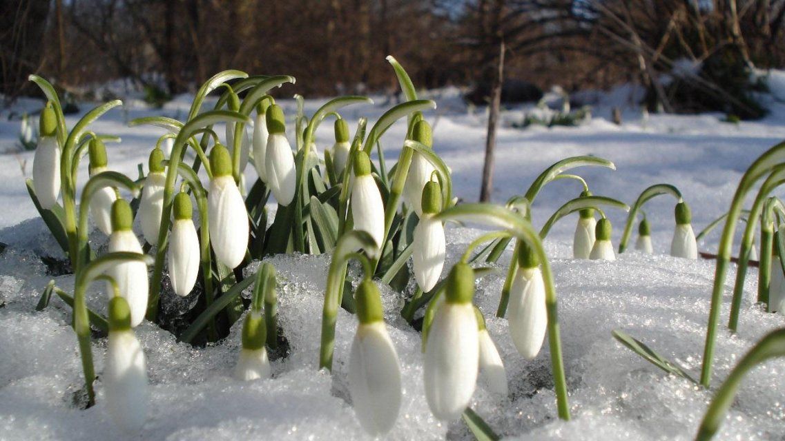 Зимы не ждите: синоптики обещают орловчанам весеннюю погоду в феврале