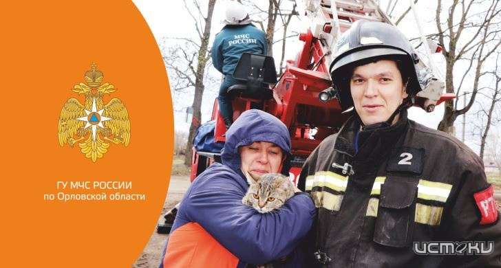 В Орле за сутки спасли двух кошек