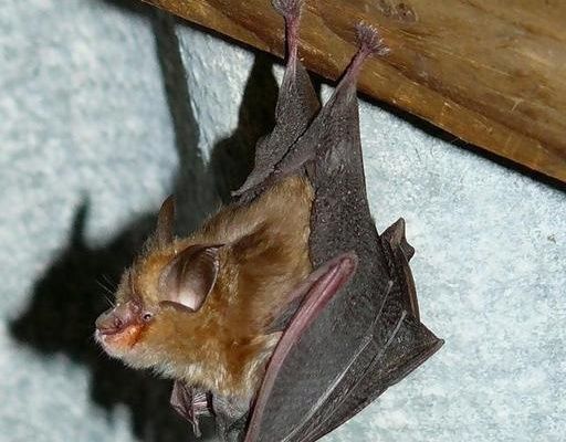 В квартиру залетела летучая мышь, на поле сгорело 4 га ячменя. Сводка МЧС