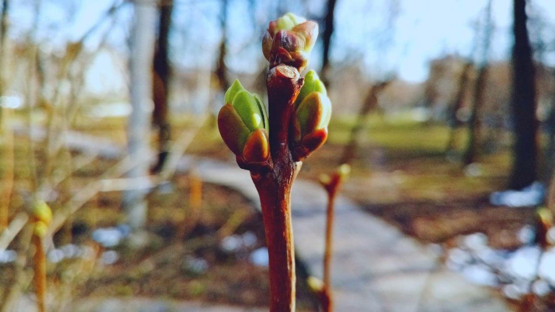 «Весна идет — весне дорогу!»: +8 °C и солнечно будет в Орле сегодня