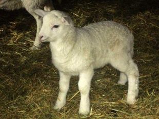 Жительница Дмитровского района украла ягненка с частной фермы