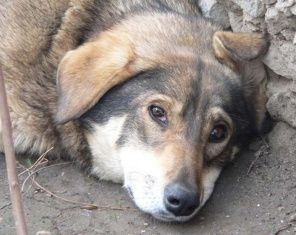 На отлов и временную передержку бродячих животных выделят более миллиона рублей