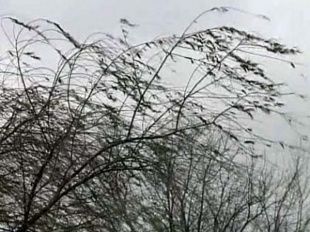 Сегодня на территории Орловской области возможны опасные порывы ветра