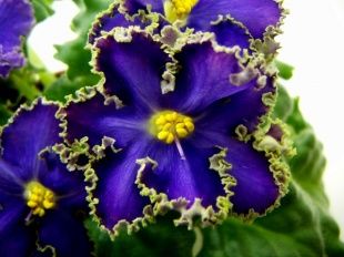 Фестиваль фиалок в библиотеке им. И.А. Бунина