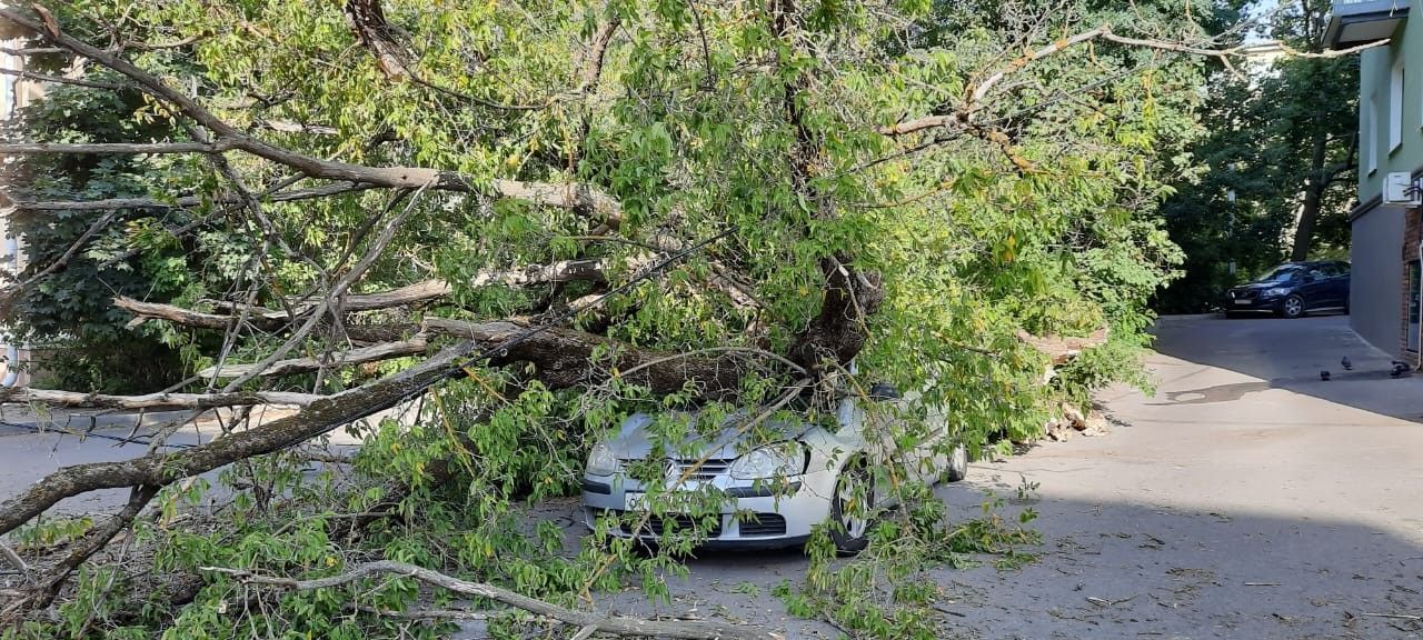 В Орле дерево упало на авто