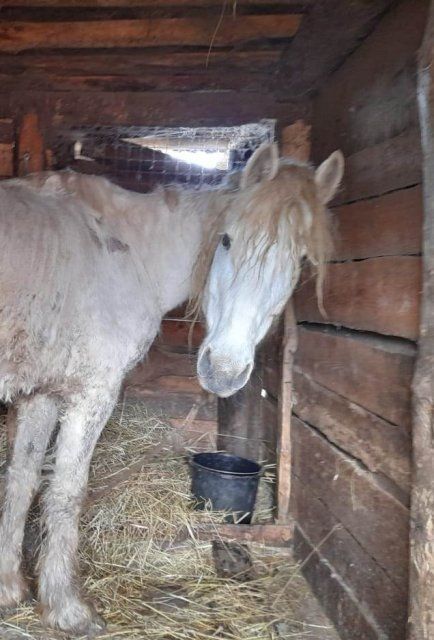 Лошадь-страдалица из села Крутое пришла в норму 