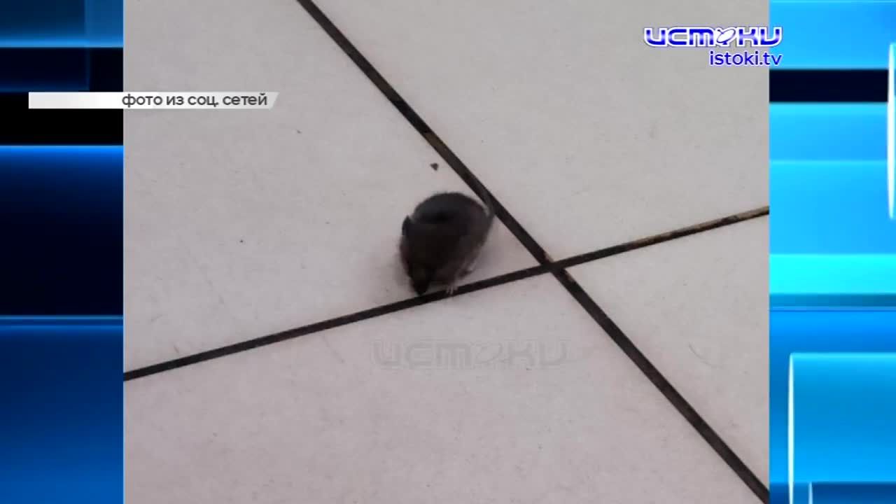 На строительство Западного обхода Орла направят 10 млрд рублей, капремонтом улицы Пионерской займутся москвичи, а в кафе в ТЦ "Радуга" бегают мыши. Об...