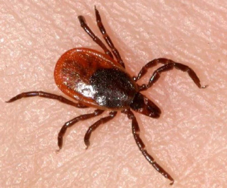 За несколько дней почти вдвое возросло количество орловчан, ставших жертвами клещей