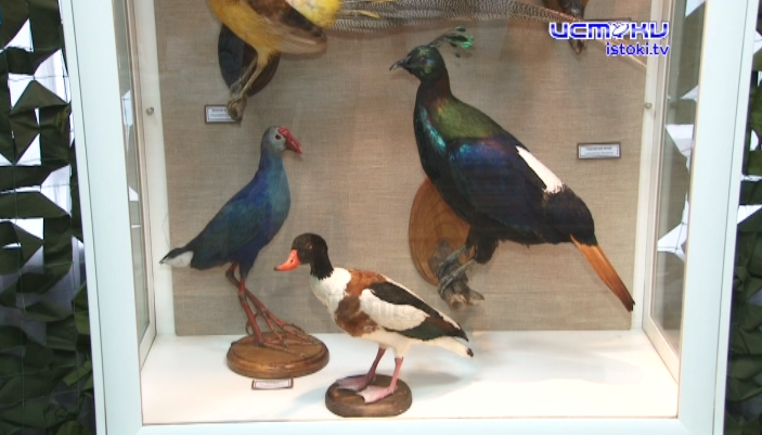 Пернатые соседи. В честь Международного дня птиц в Орле открылась выставка крылатых 