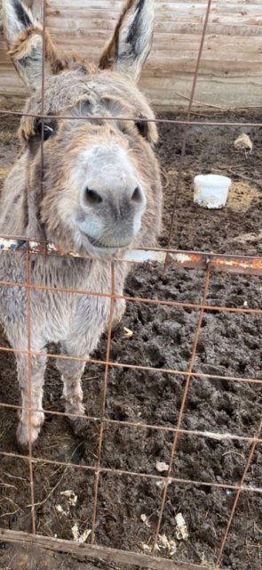 Животные на Знаменской богатырской заставе находятся в плачевном состоянии - жители